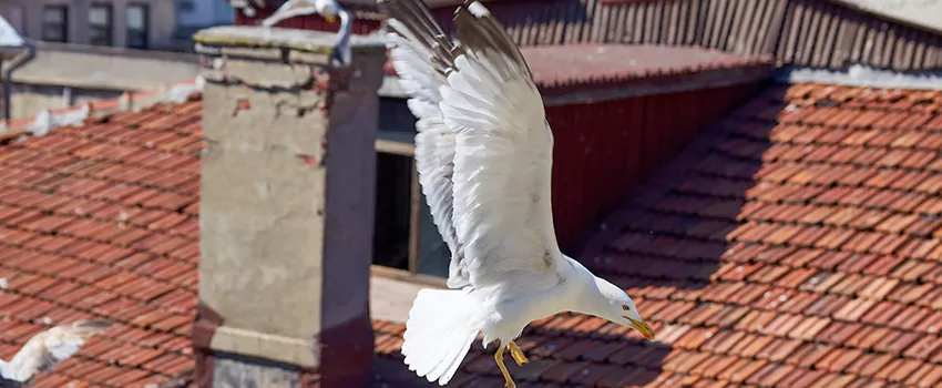 Residential Chimney Animal Removal Solution in Benbrook, TX